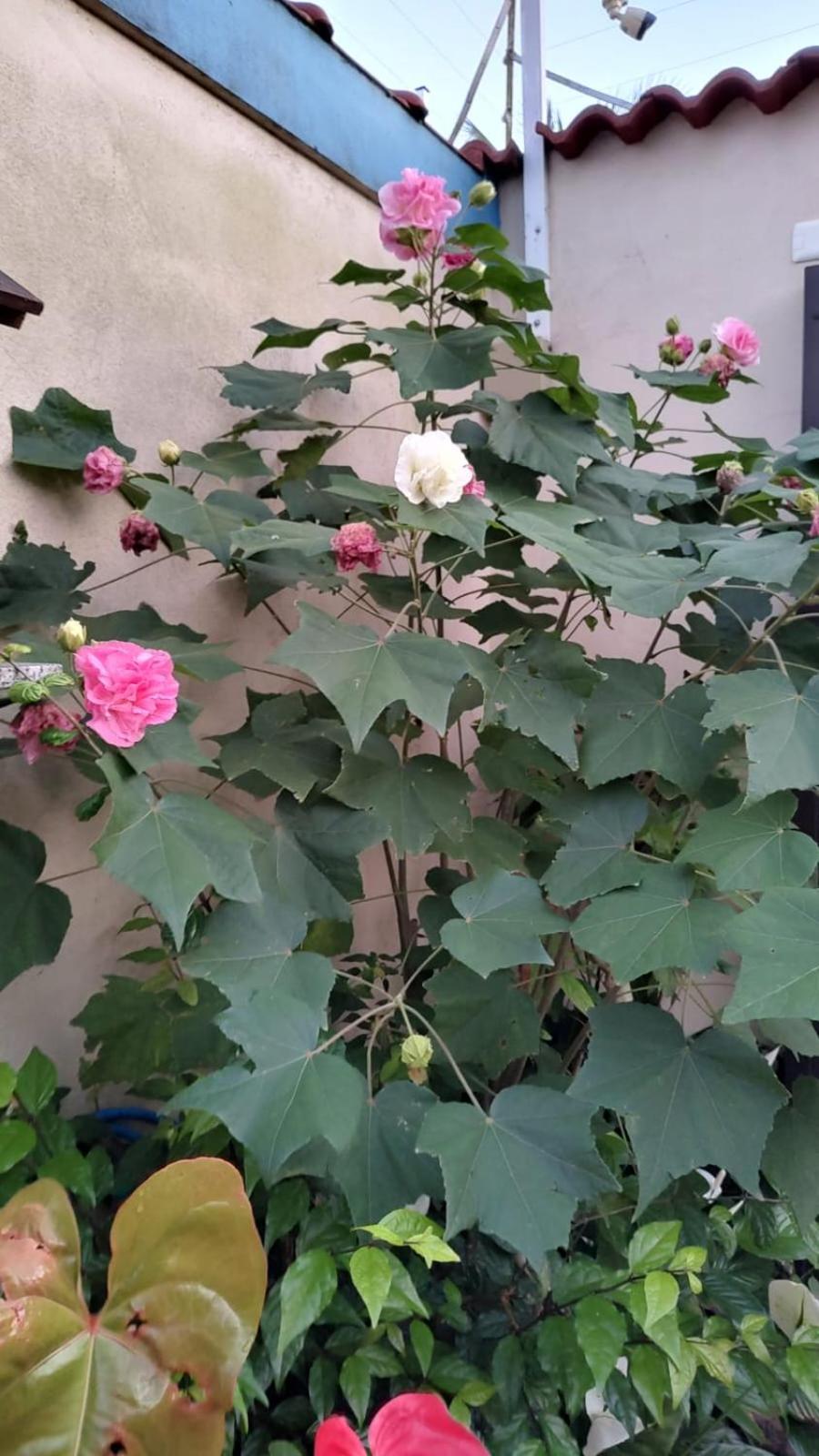 Pousada Flor De Aurora 伯迪亚哥 外观 照片
